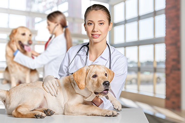 veterinarian with dog