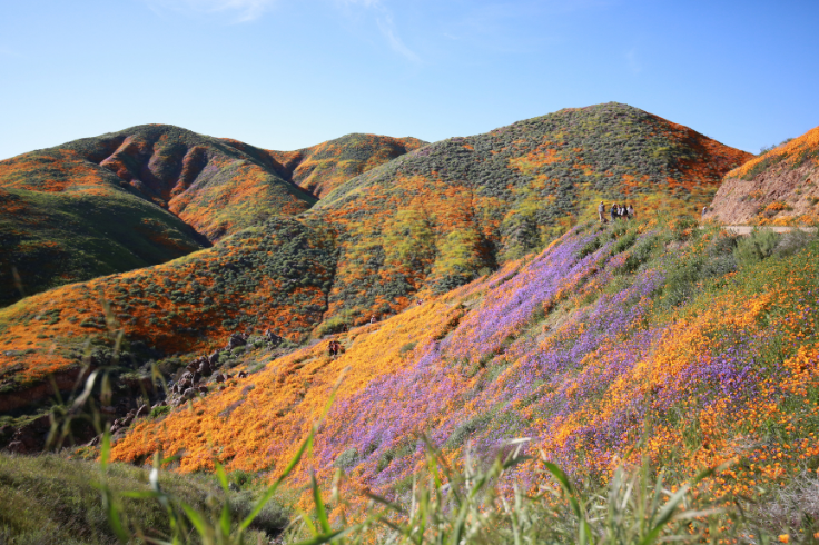California flowers on mountain side